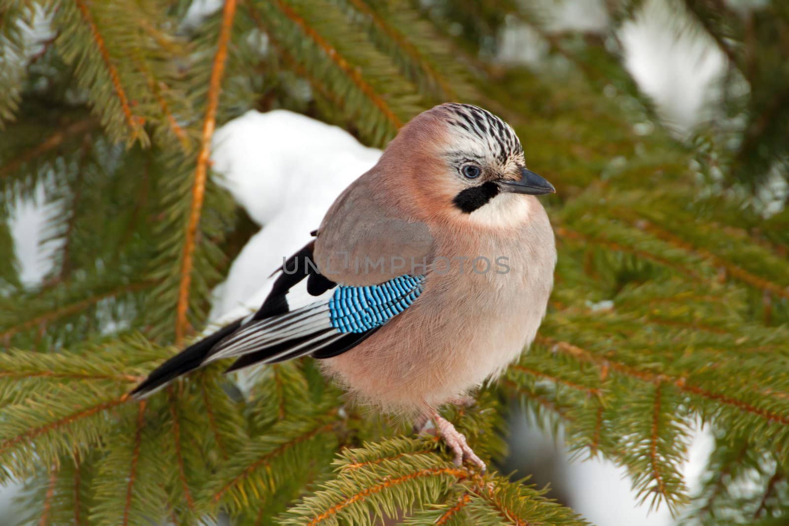 Close-up of an Eurasian Jay on a pine tree in winter