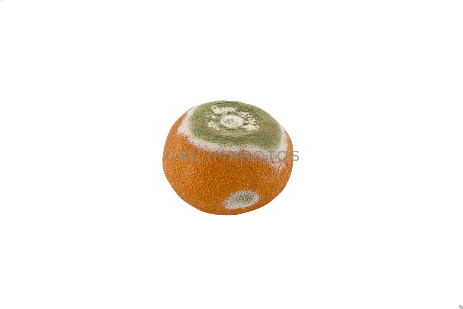 A single rotten orange isolated on white