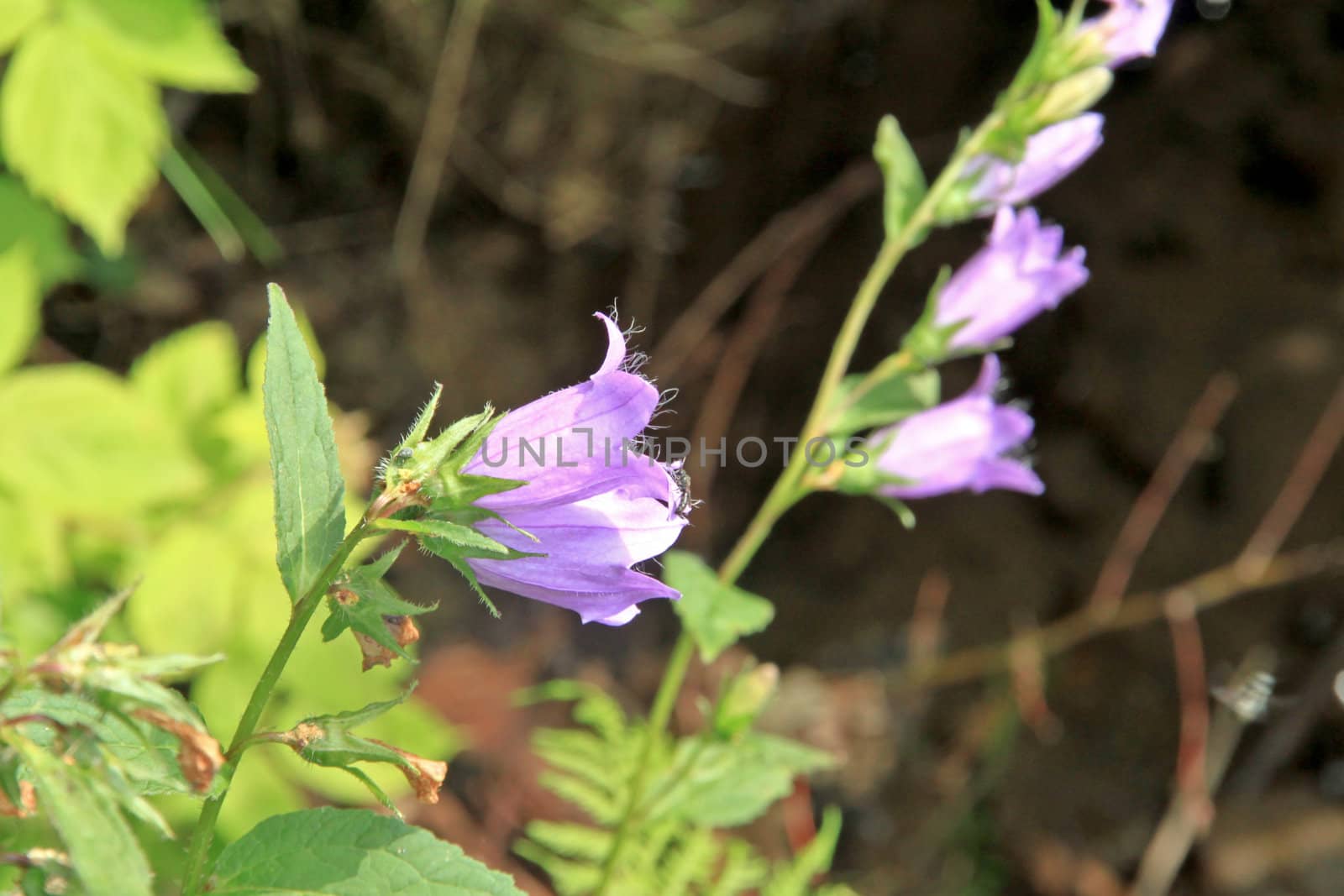 Close-up of some alpine bellflowers