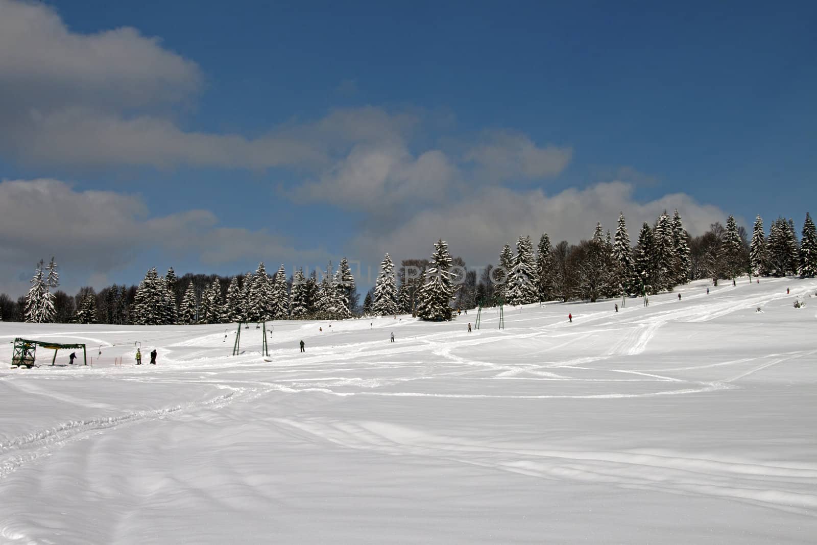 A ski slope with big, snow-covered pine trees