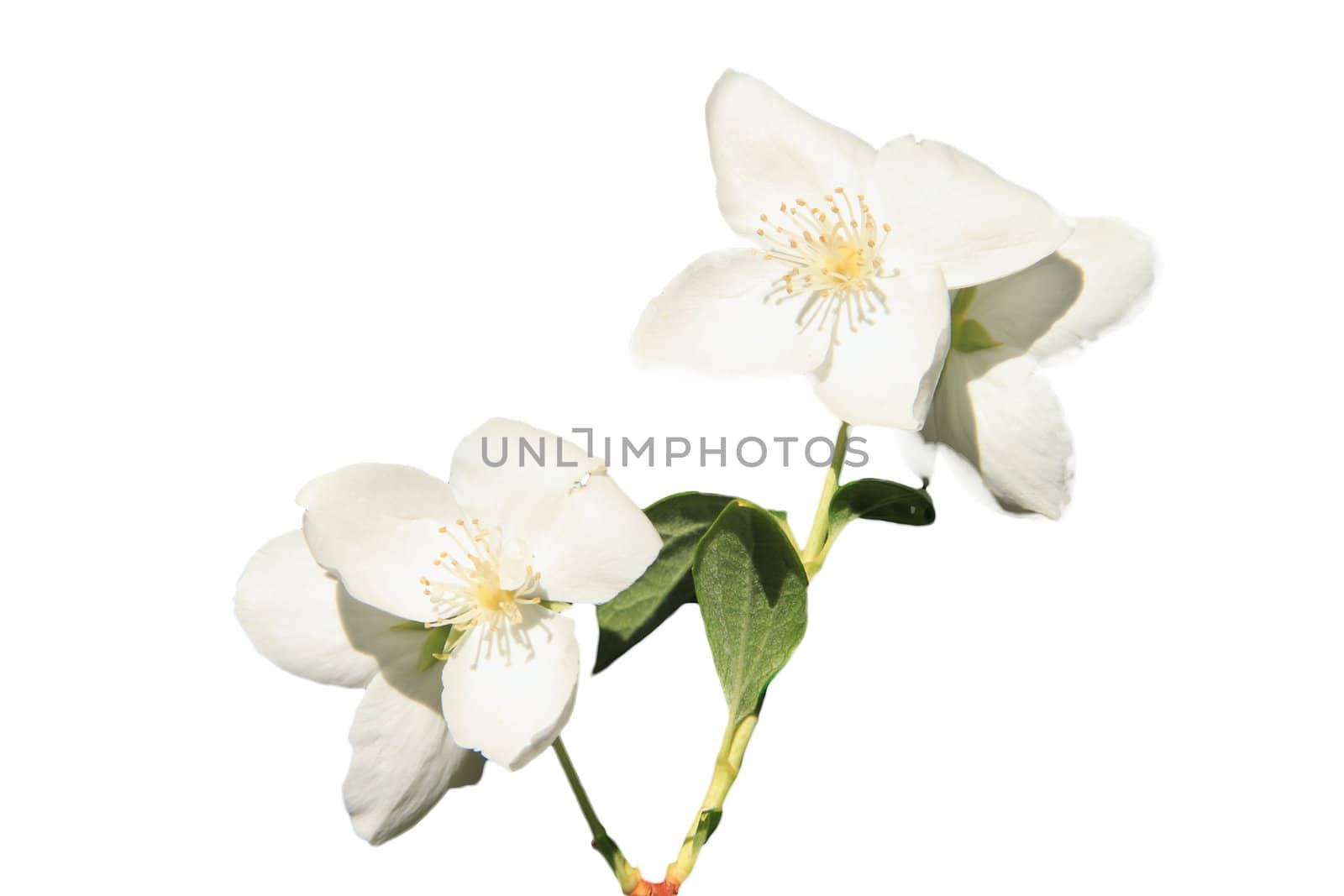 Beautyful Jasmine flower with a white background