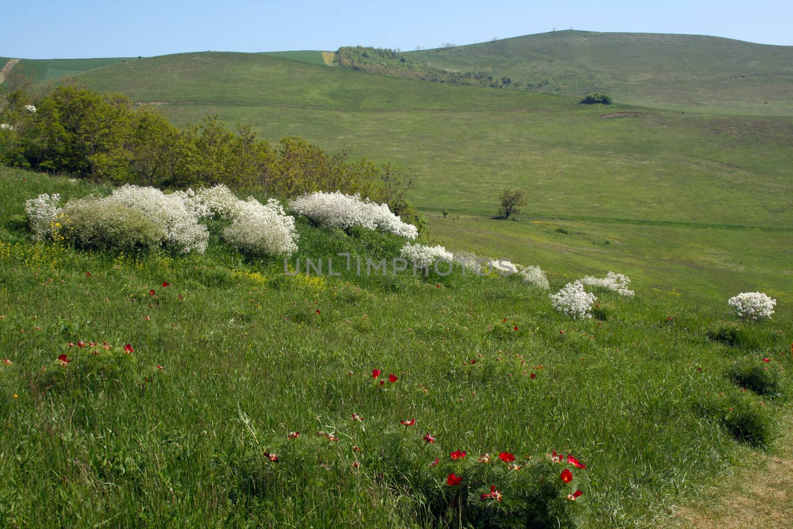 White and red flowers cover the summer meadow.