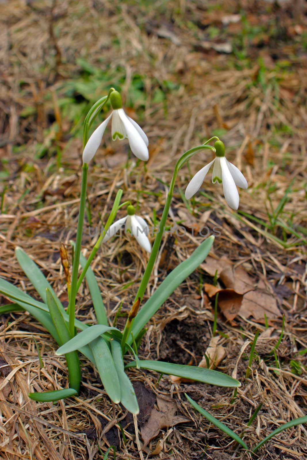 Snowdrop macro in it's environment