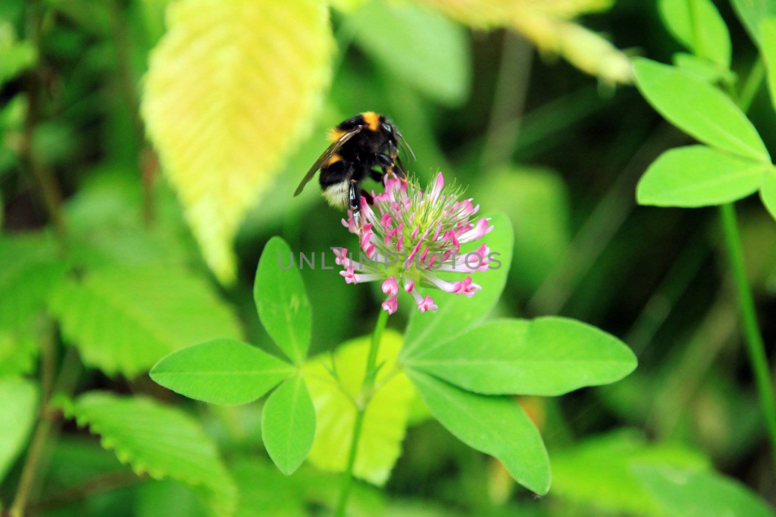 Wasp on a purple flower  with green plants in background