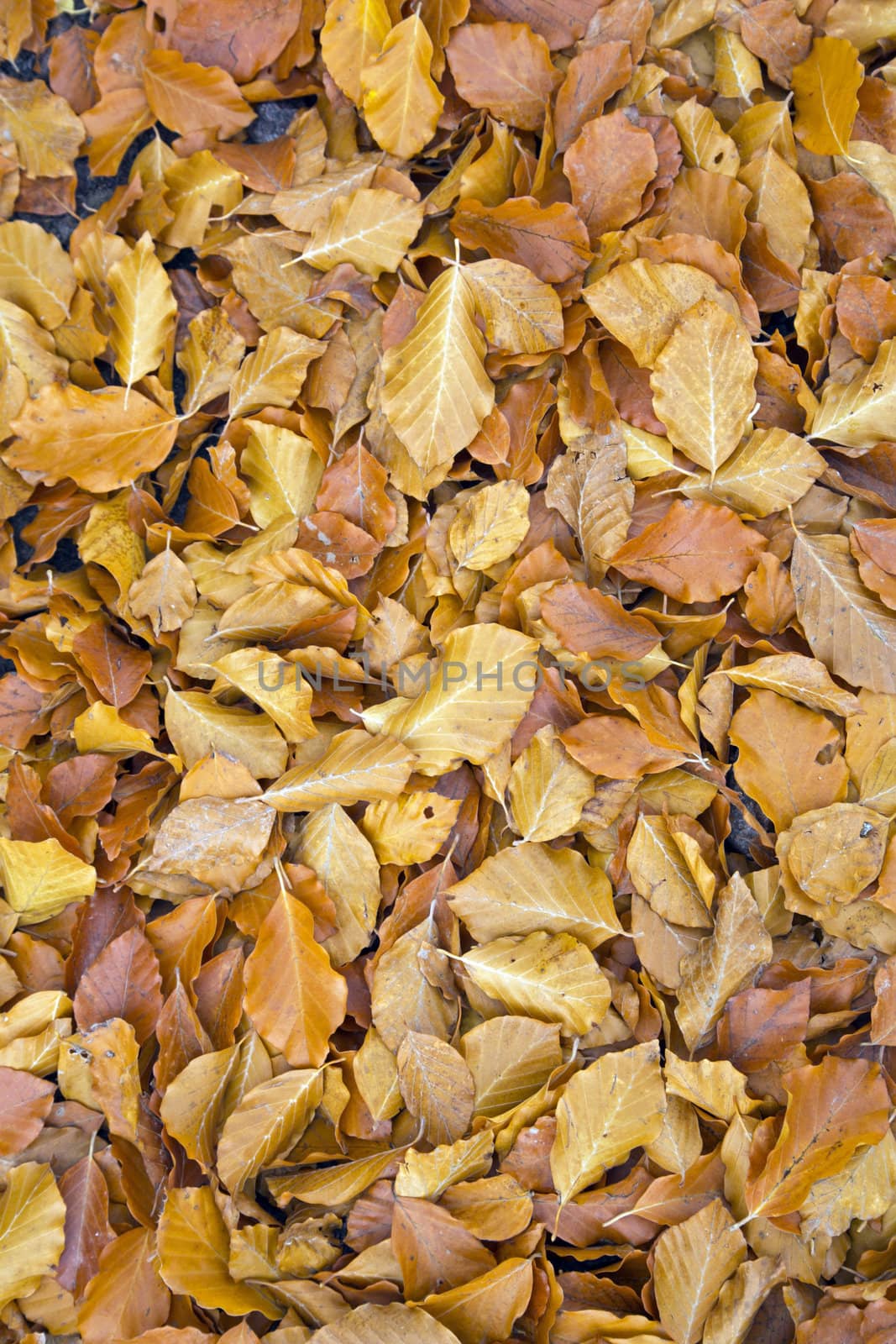 Yellow autumn leaves on the ground