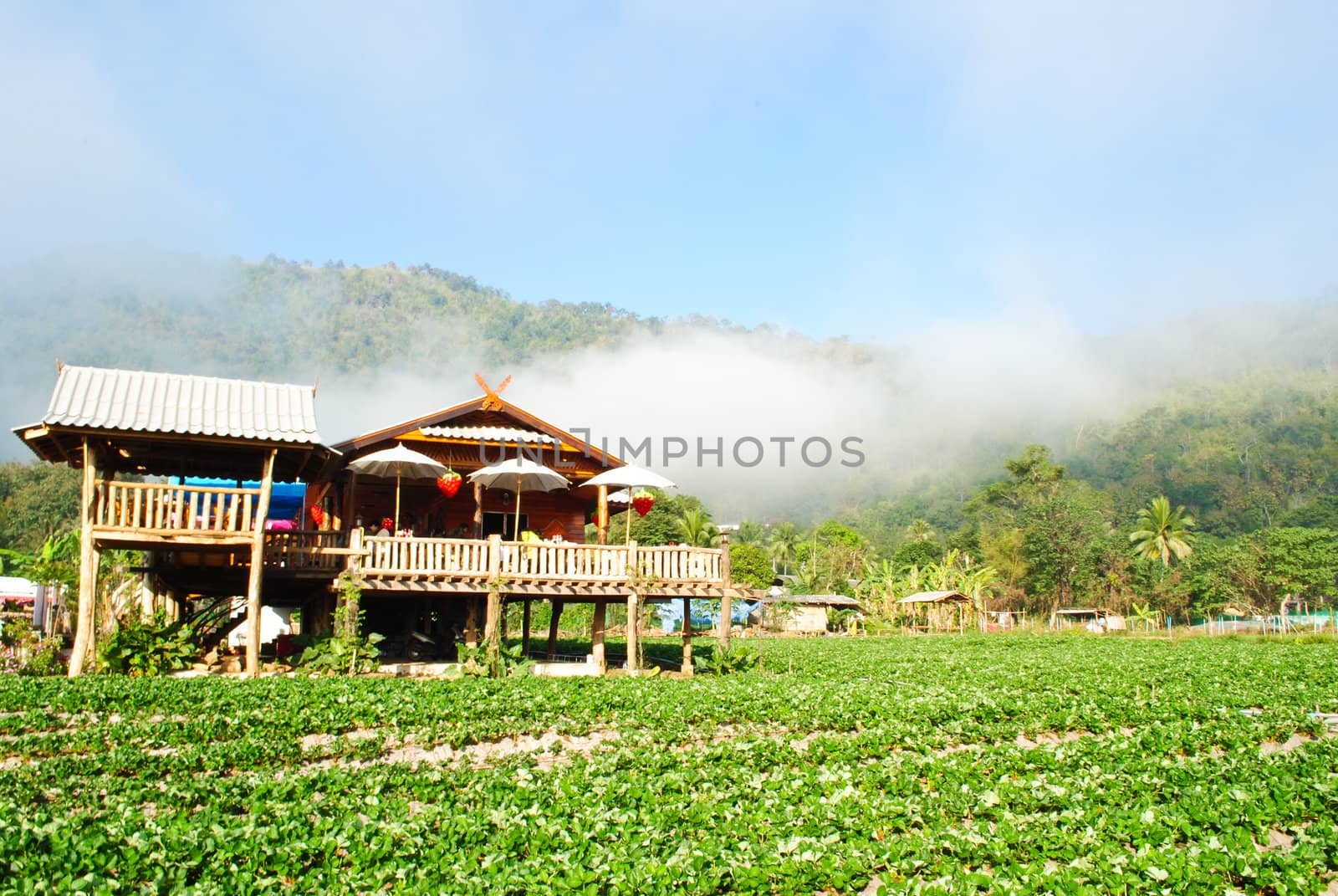Home in strawberry plants