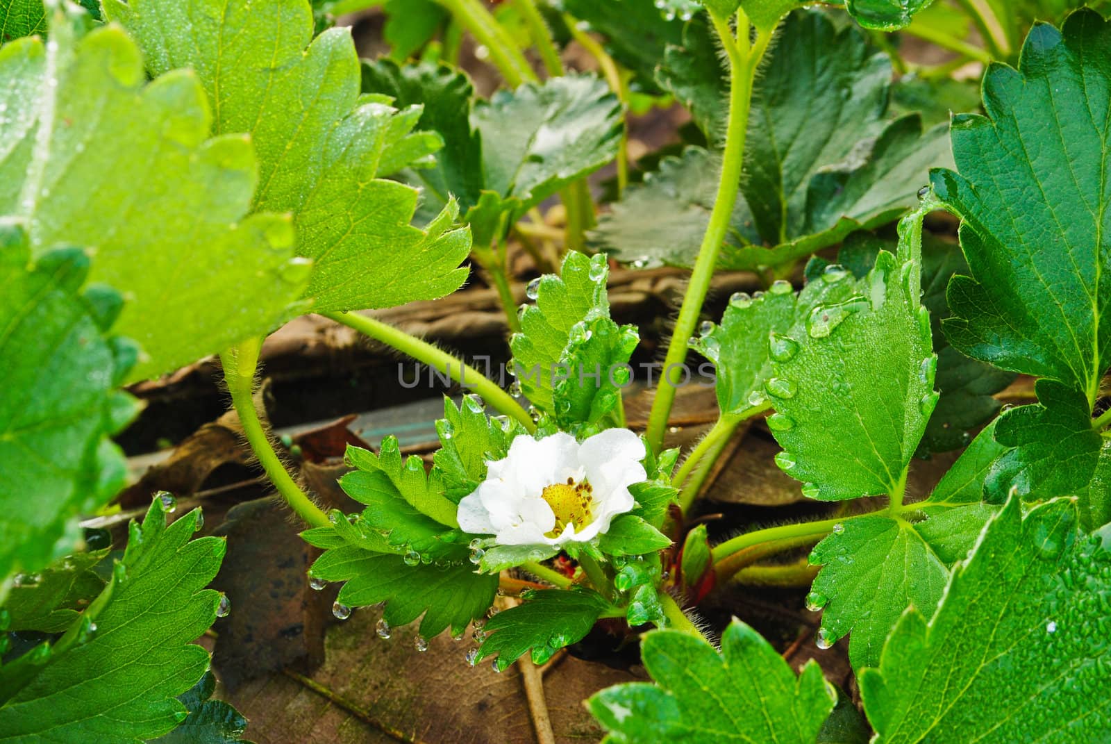 Fresh strawberry plants