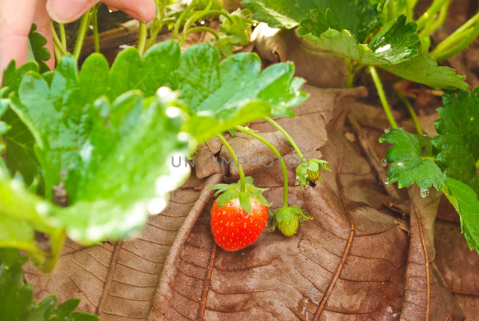 Fresh strawberry plants