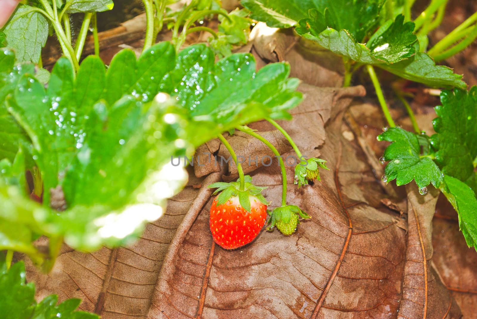 Fresh strawberry plants