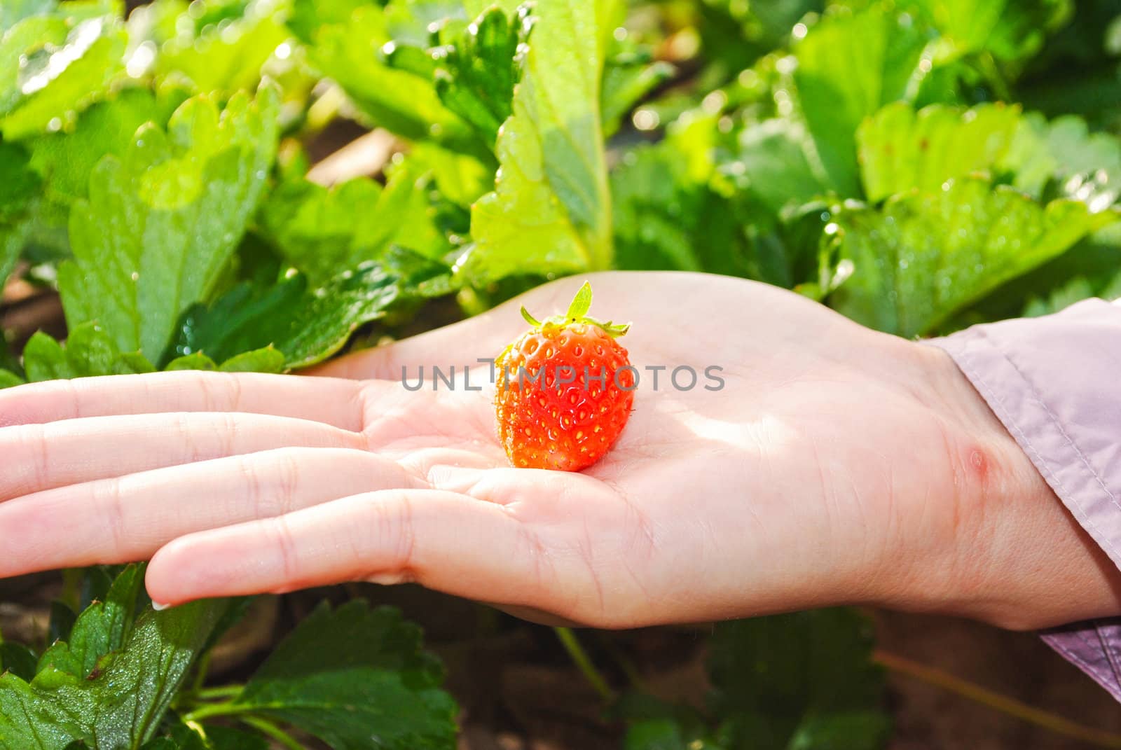 Fresh strawberry plants