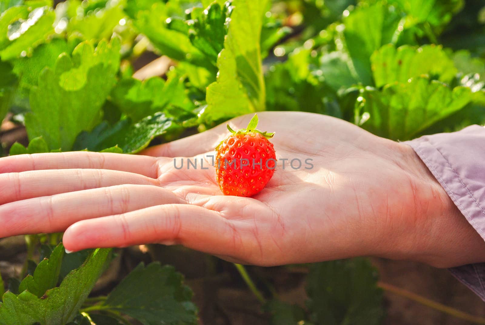 Fresh strawberry plants