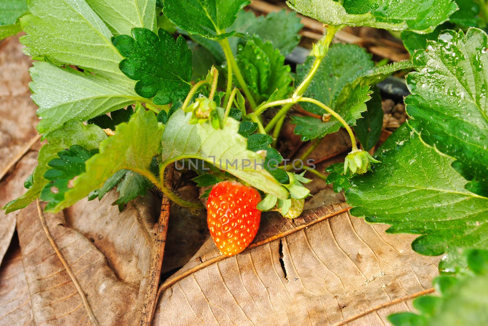 Fresh strawberry plants