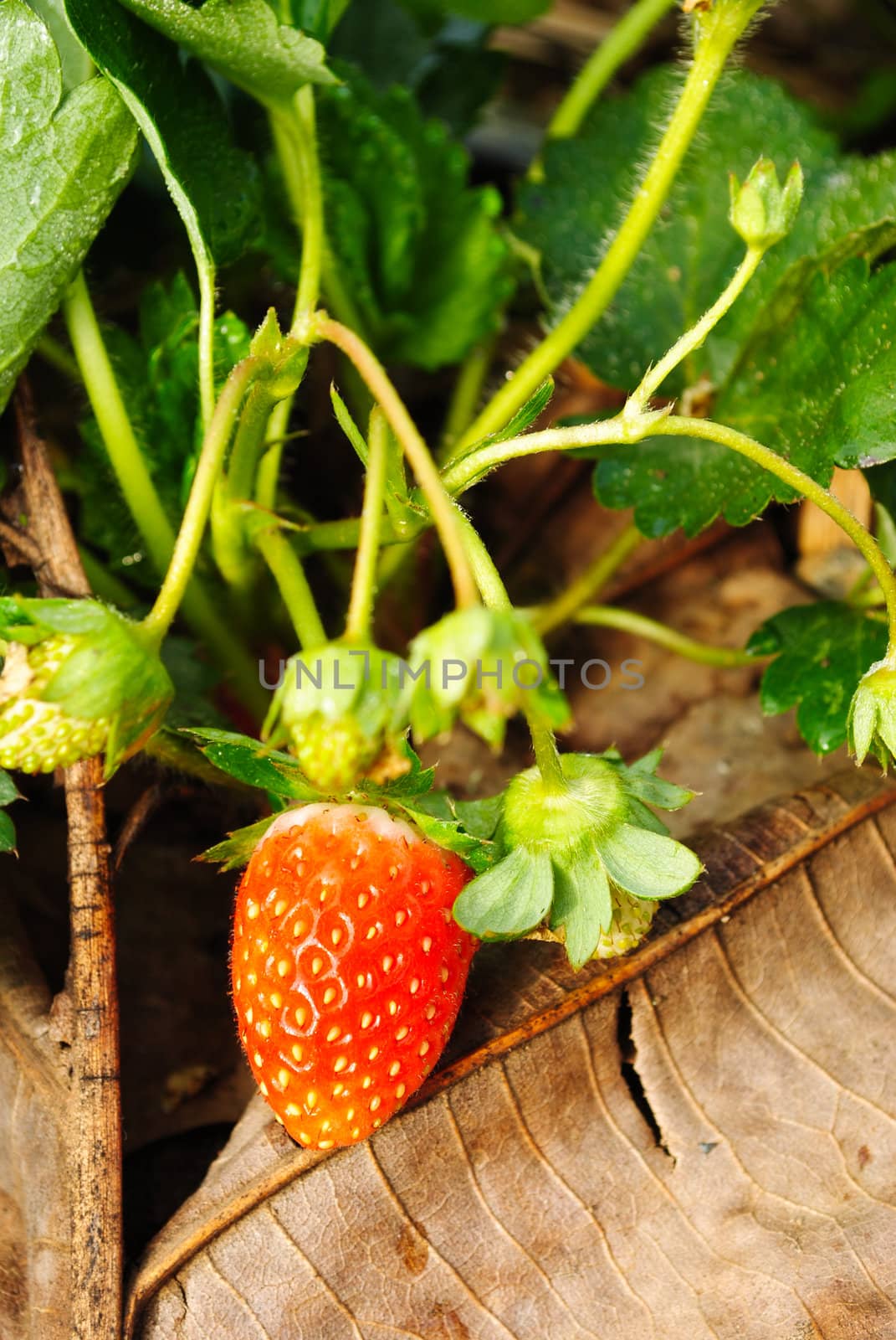 Fresh strawberry plants