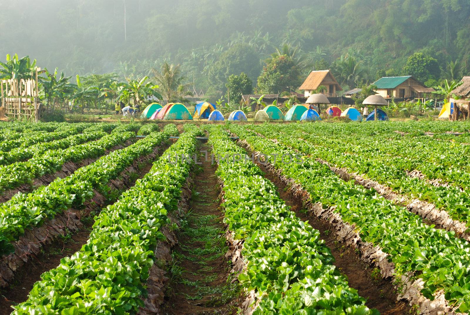 Fresh strawberry plants