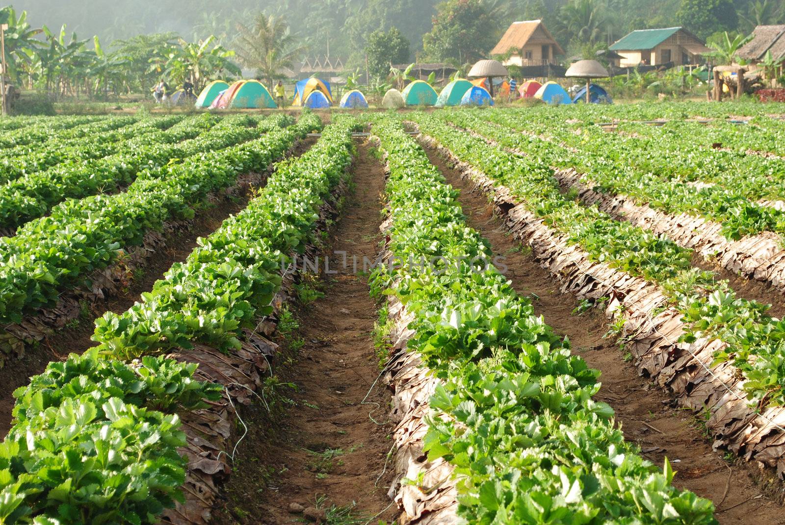 Fresh strawberry plants
