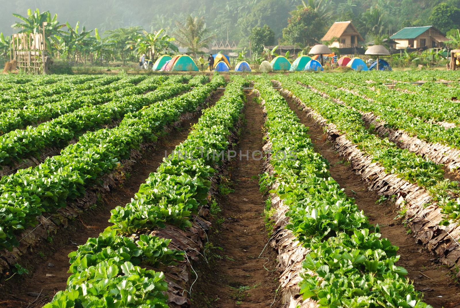 Fresh strawberry plants
