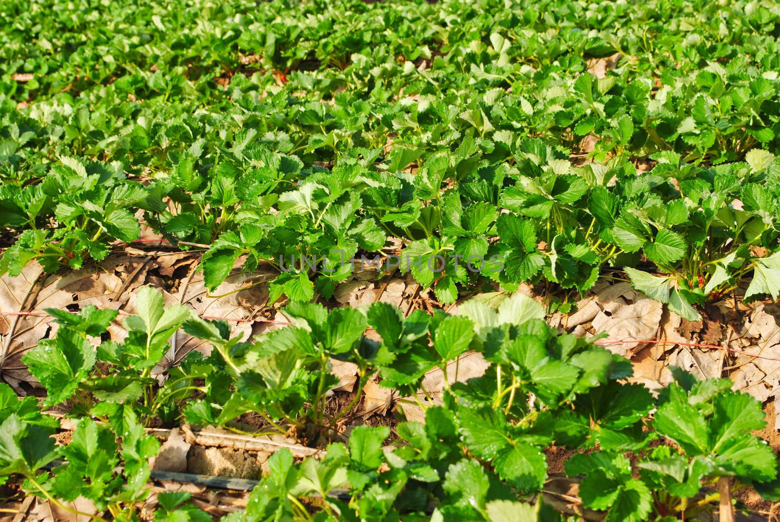 Fresh strawberry plants