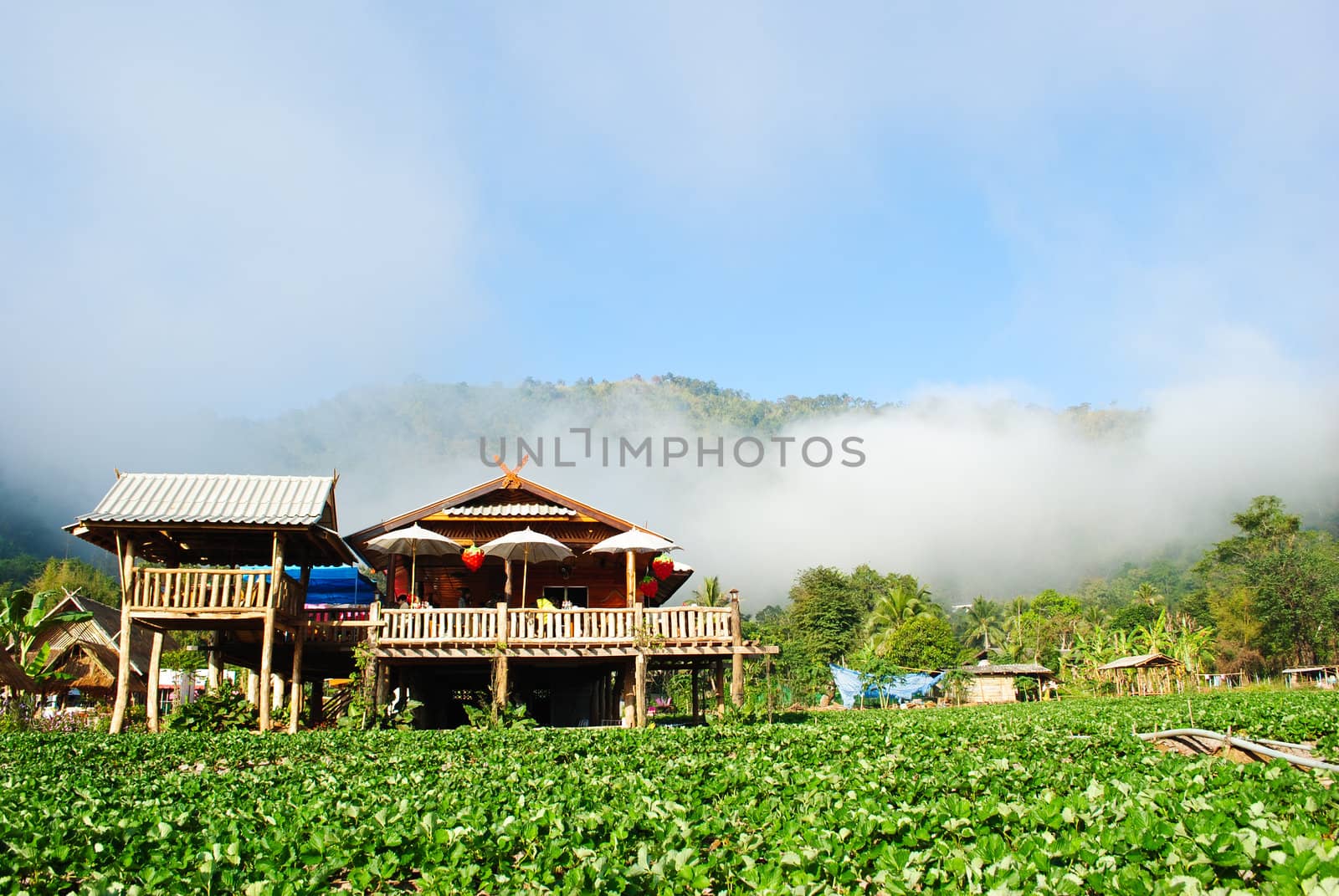 Home in strawberry plants
