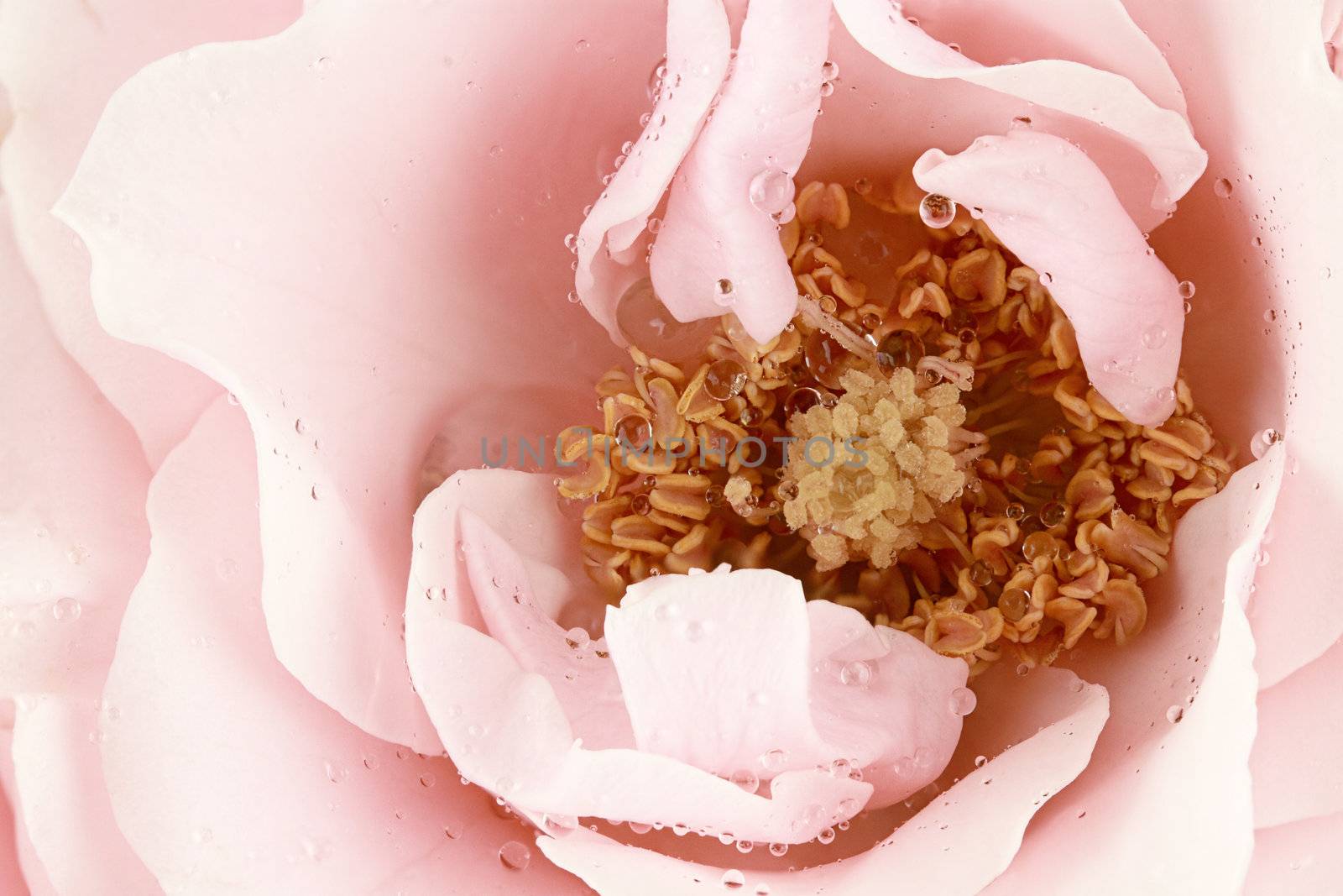 Close up of a beautiful pink tea rose. Shallow depth of field.