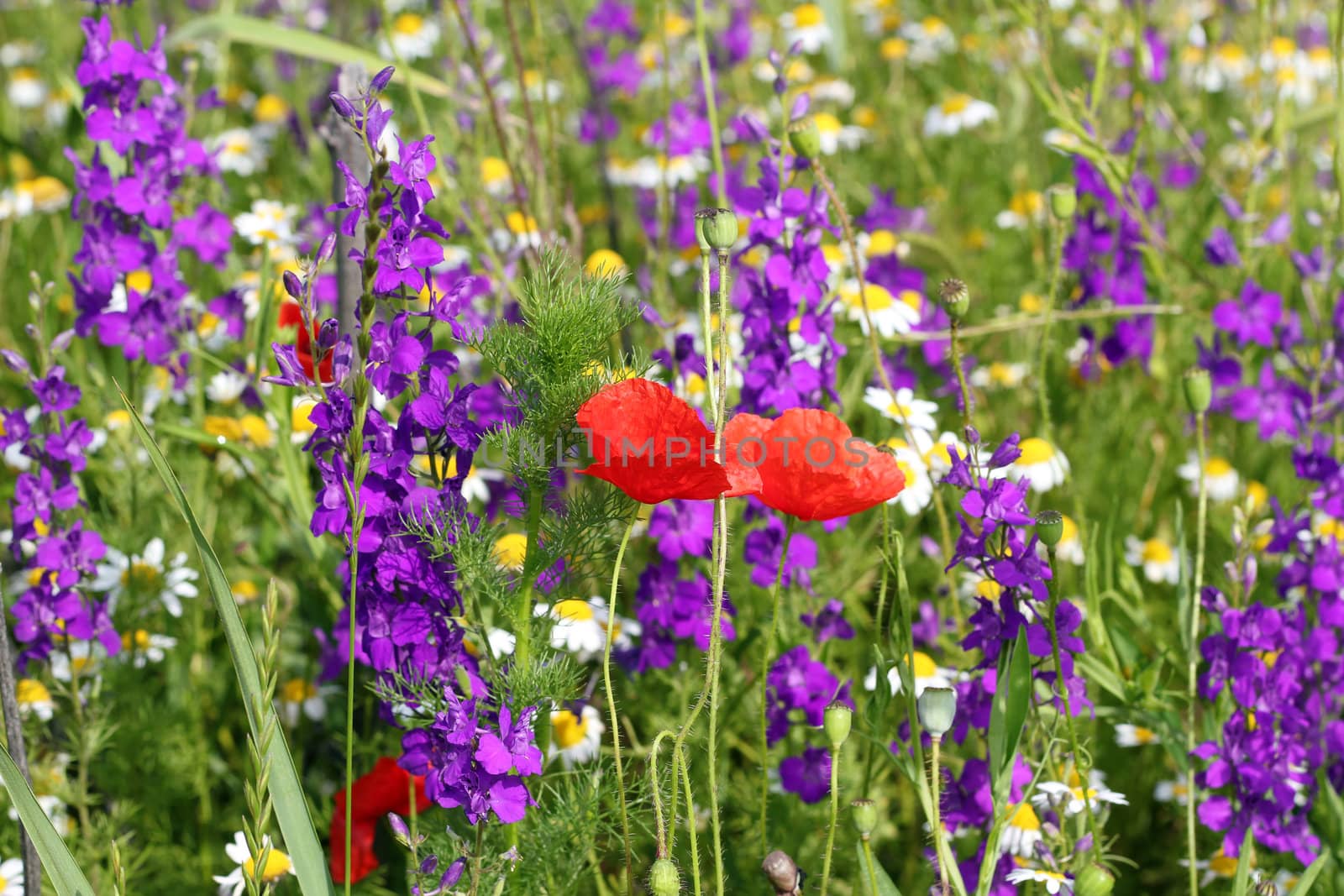 colorful spring wild flowers