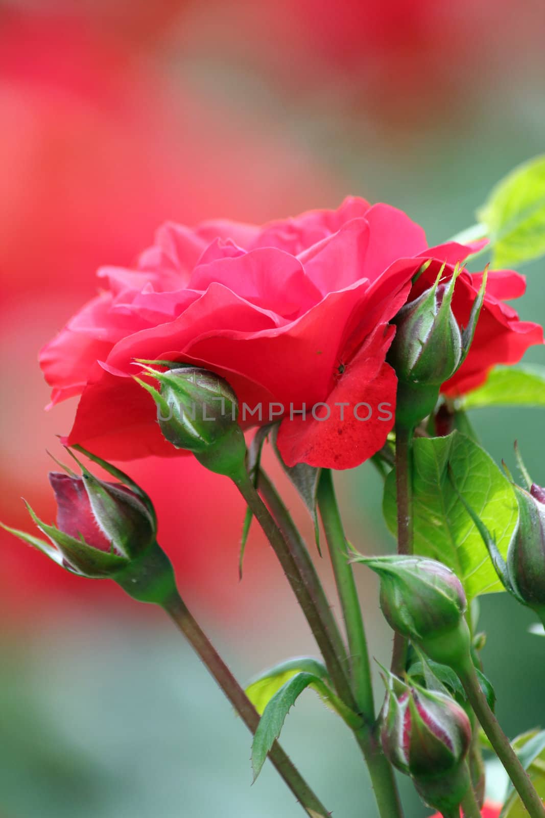 red rose flower by goce