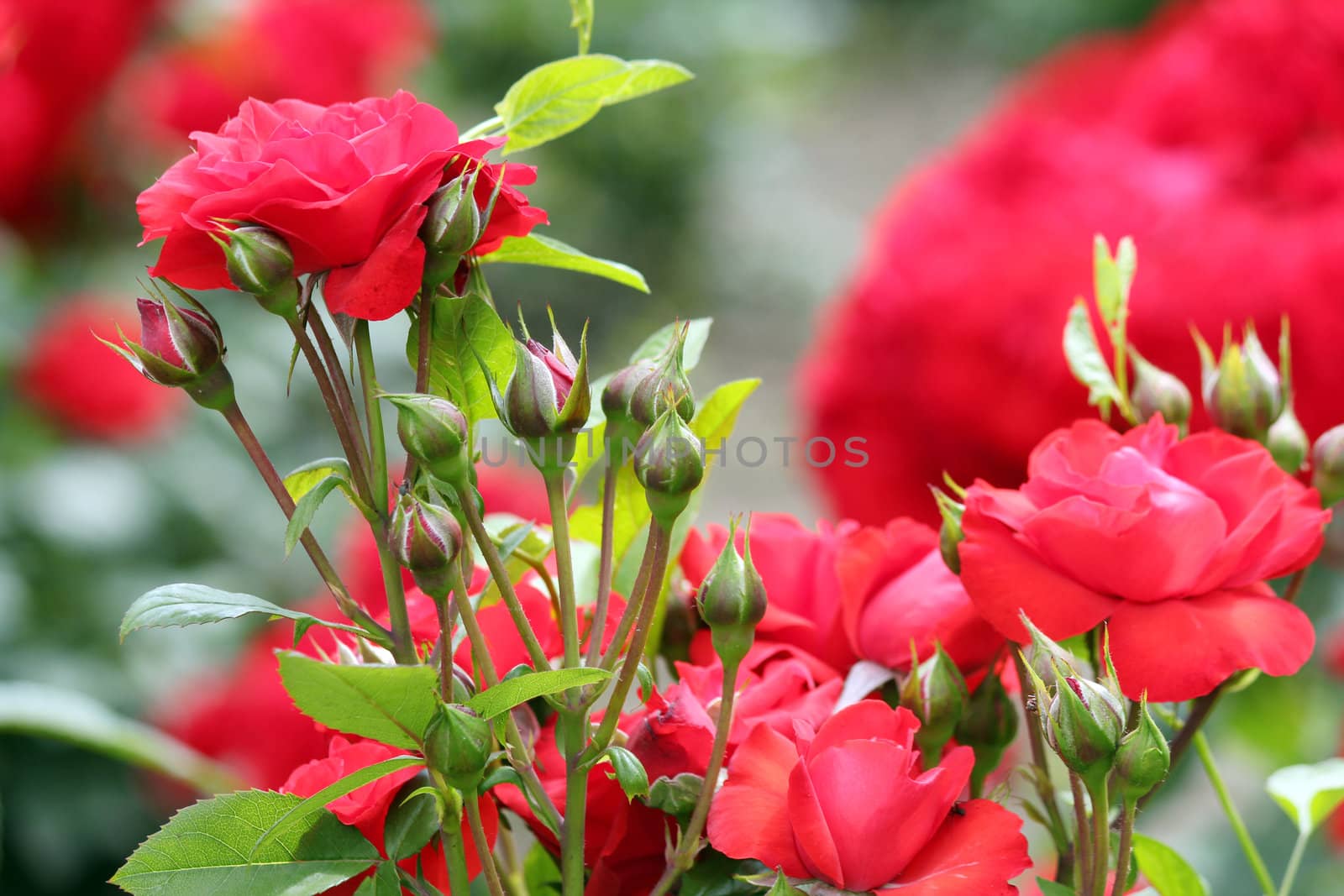 roses nature spring scene