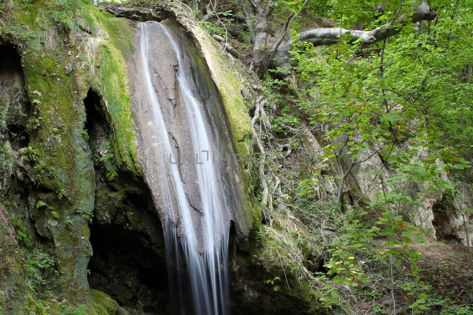spring scene forest waterfall