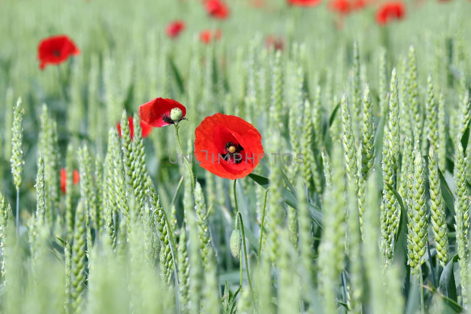 spring scene green wheat and poppy flowers