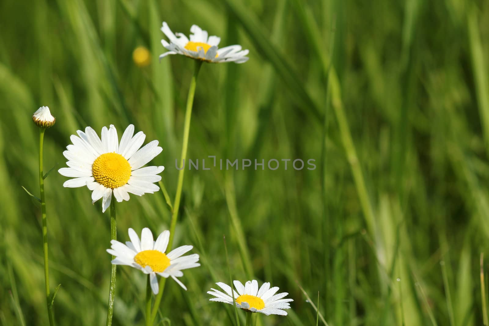 spring scene white wild flowers
