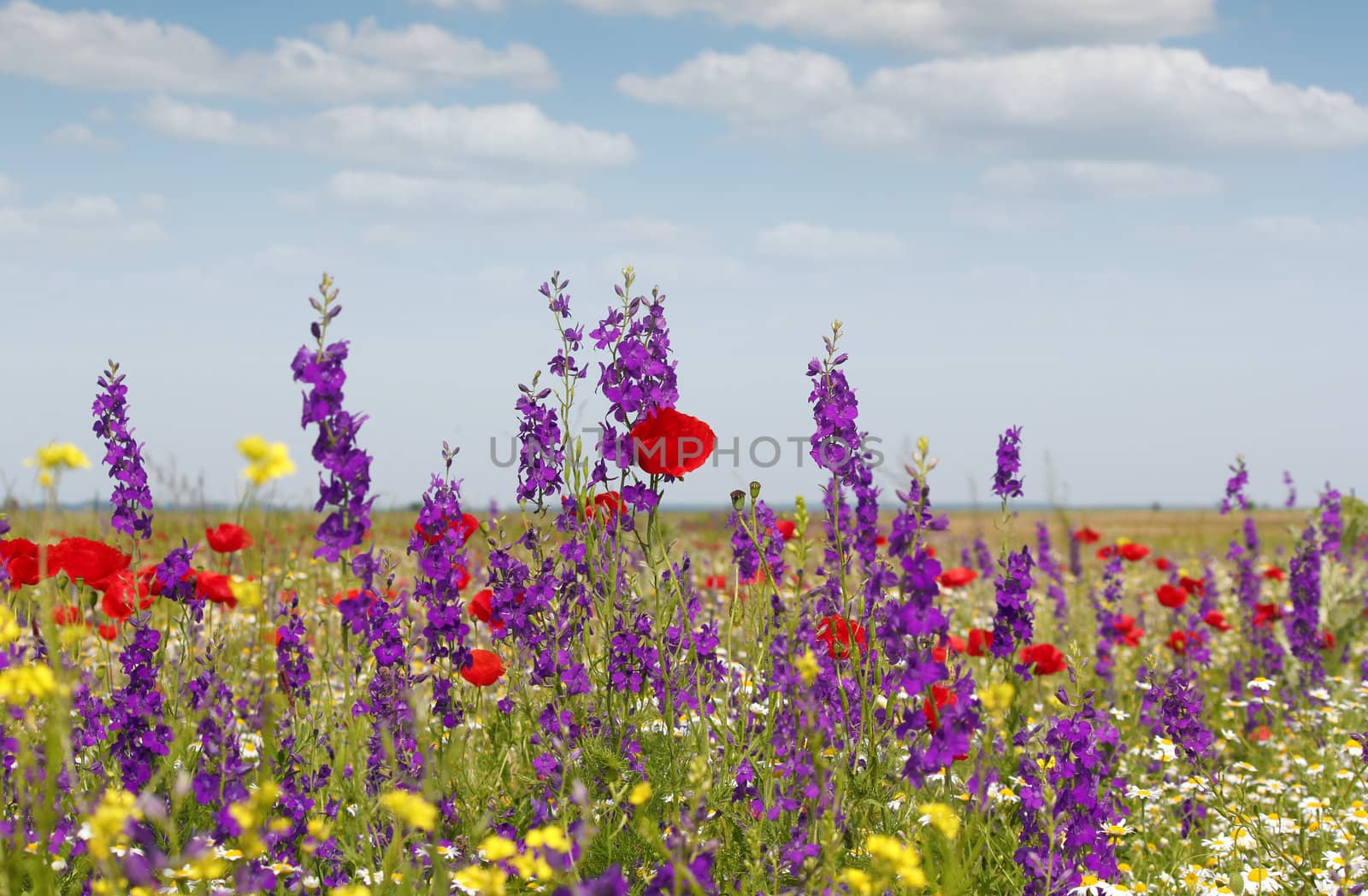 spring wild flowers meadow