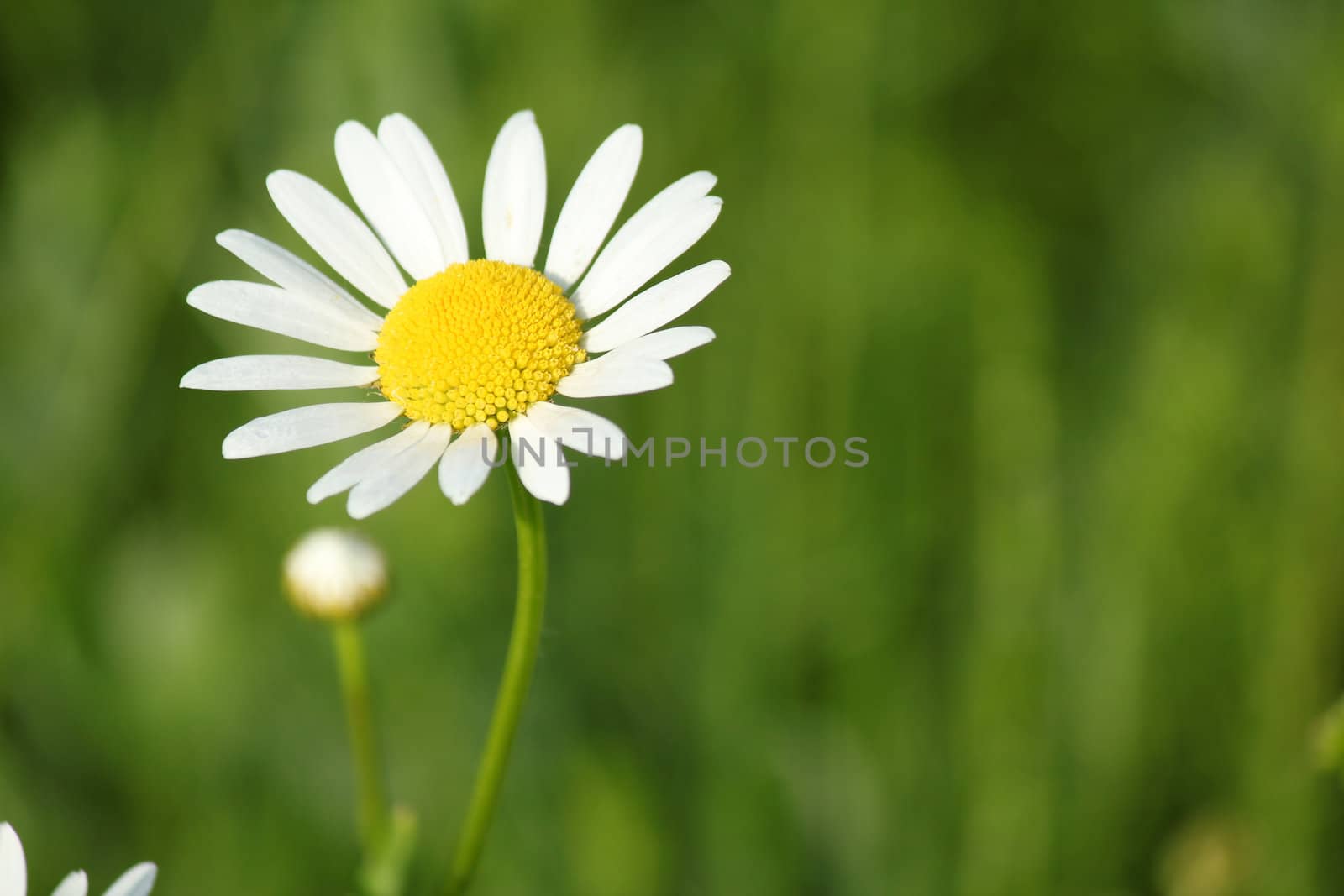 white wild flower spring scene