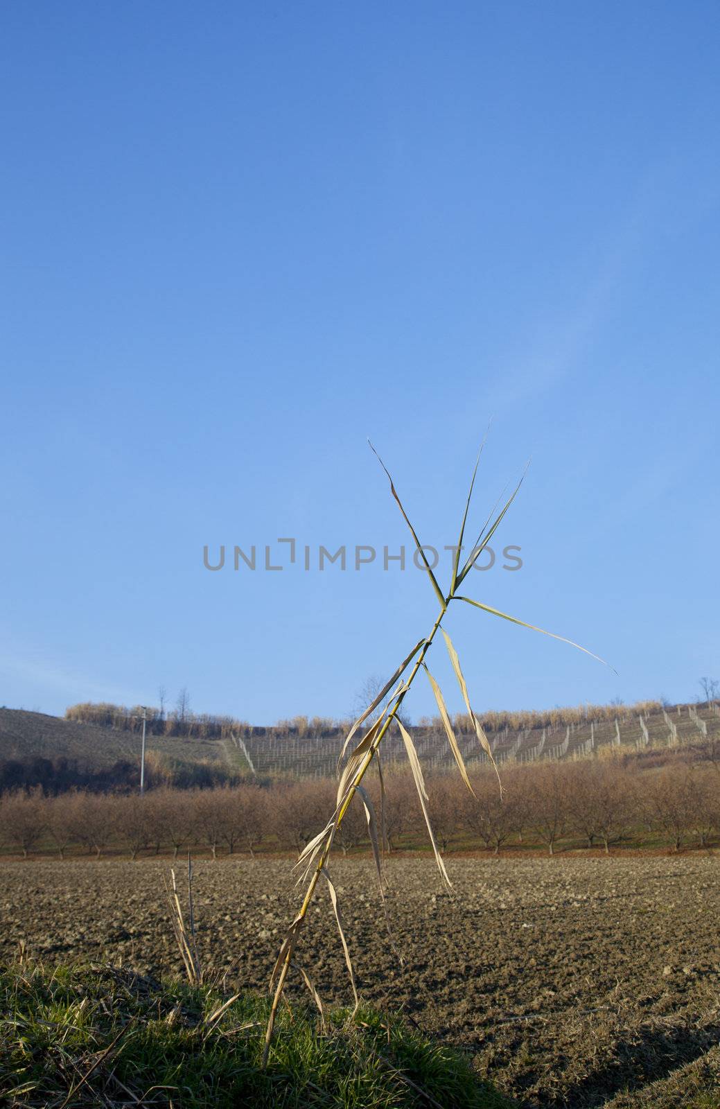 Naked plant of corn, with field on the back