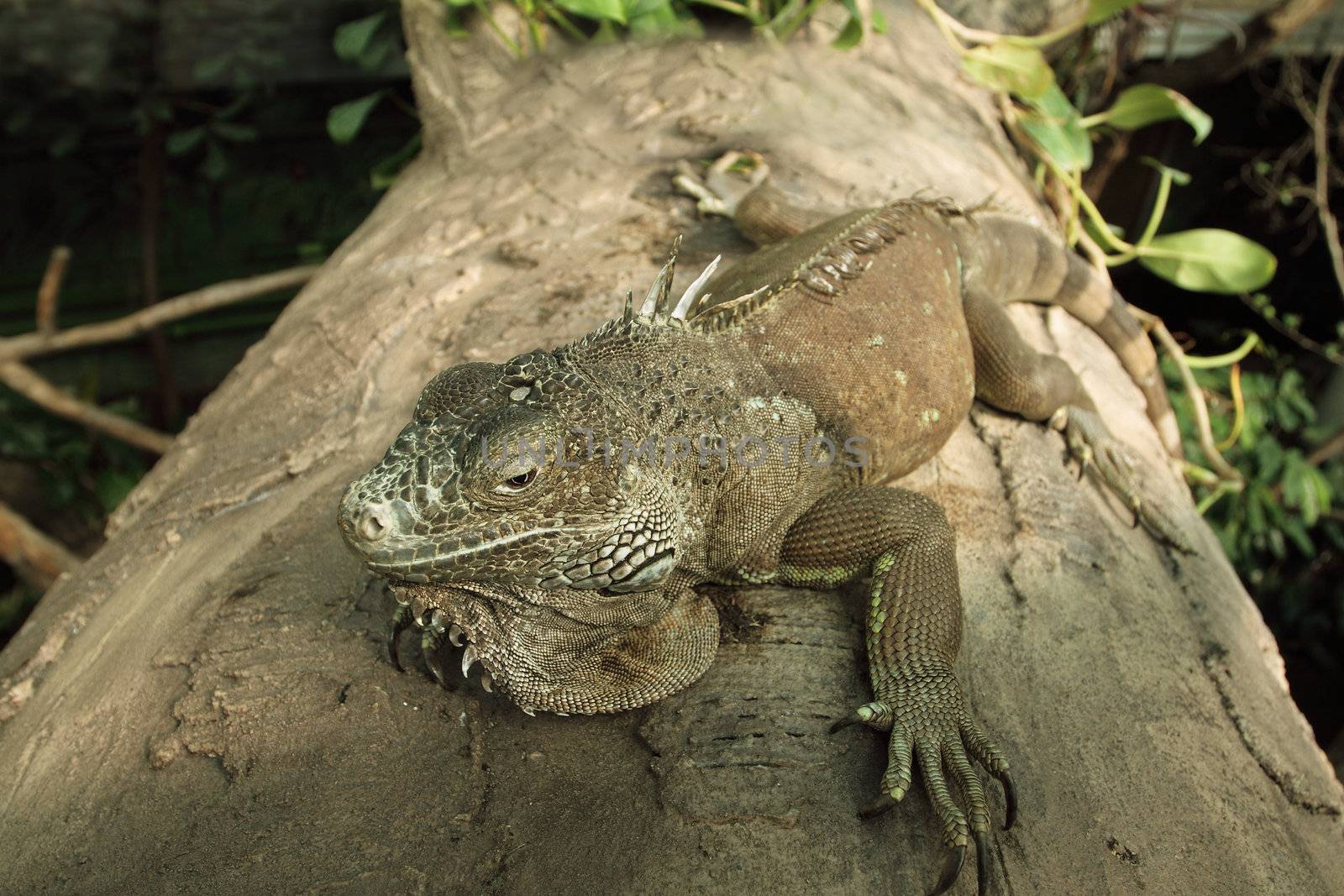 Green iguana (Iguana iguana)- resting on a tree