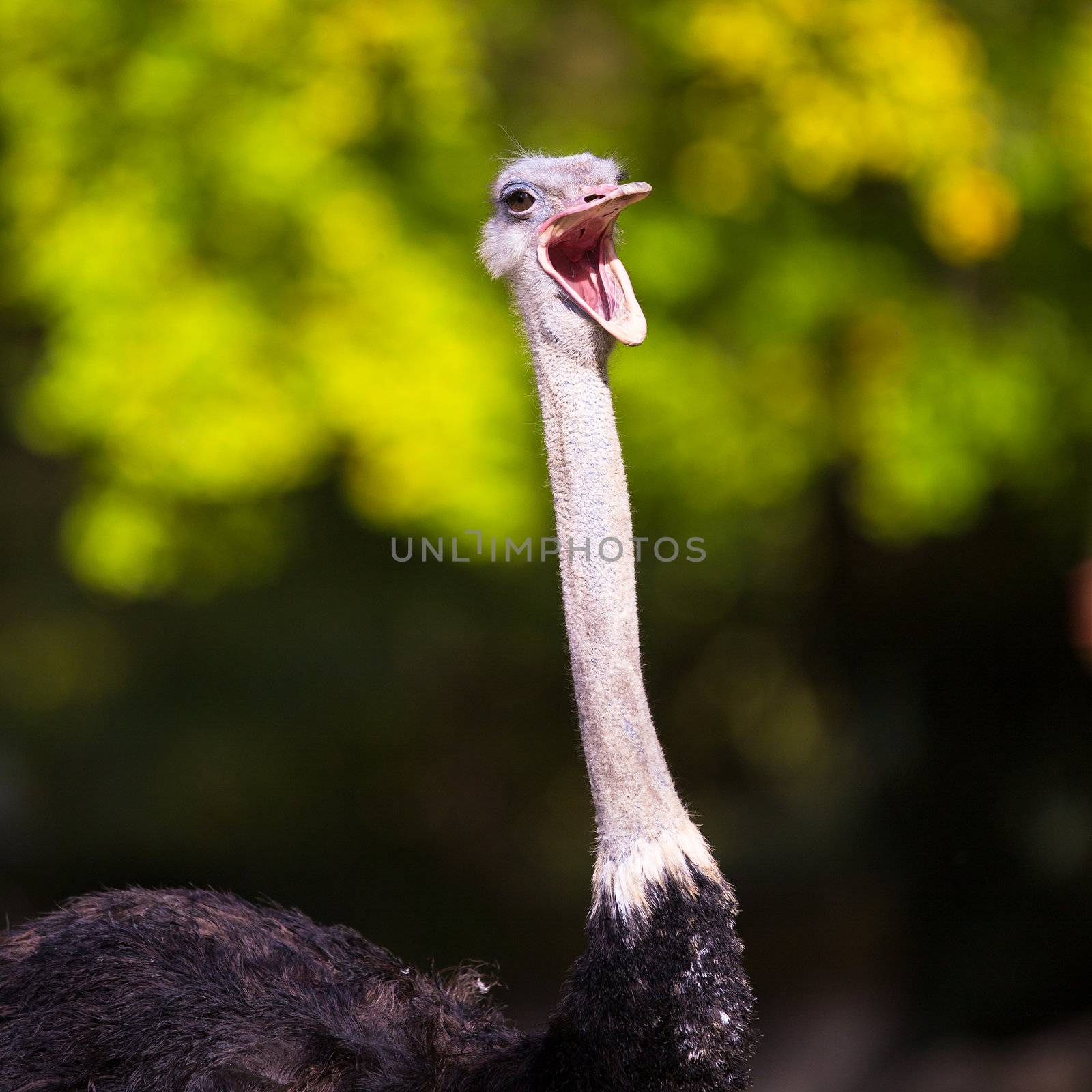 Ostrich (Struthio camelus) by viktor_cap