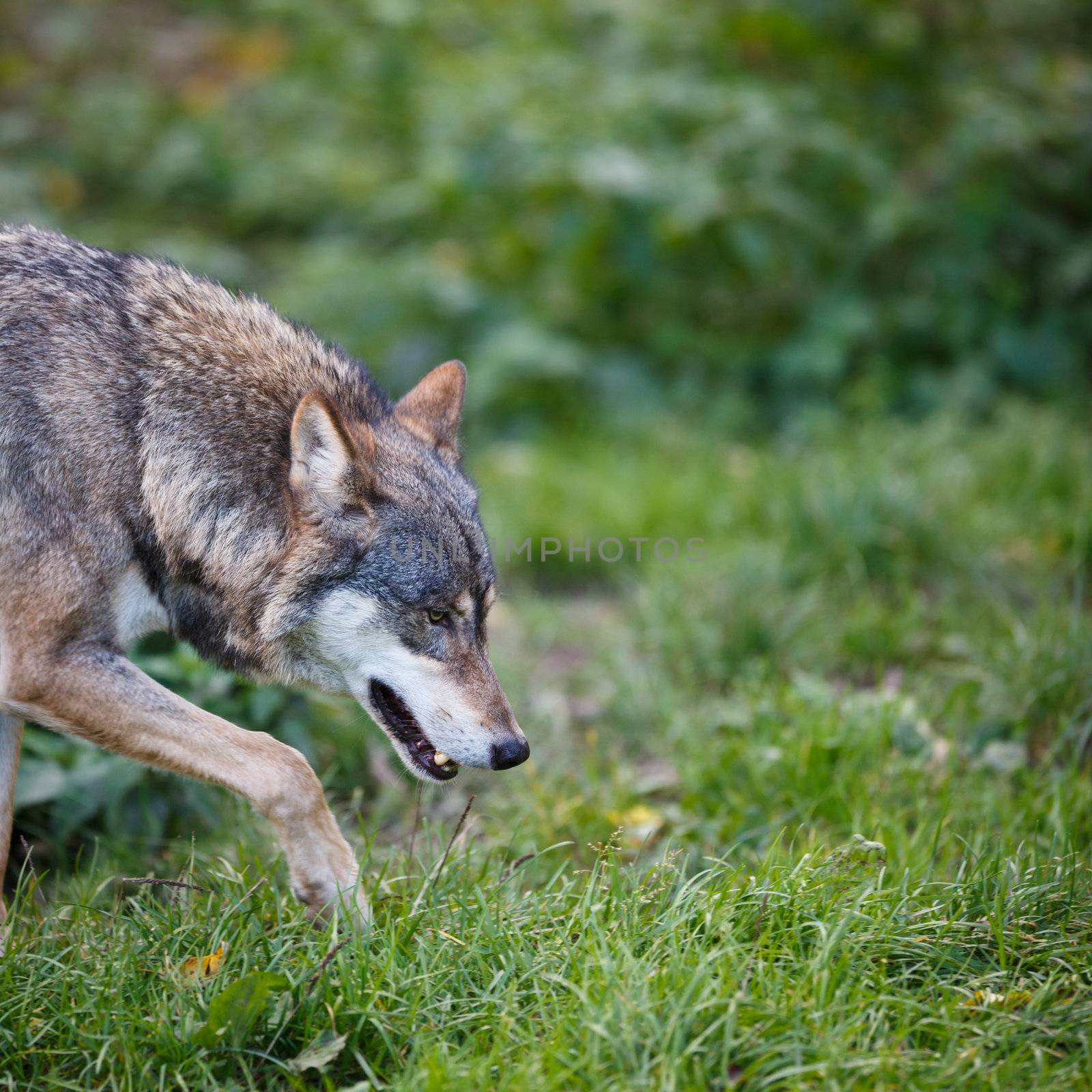 Gray/Eurasian wolf (Canis lupus) by viktor_cap