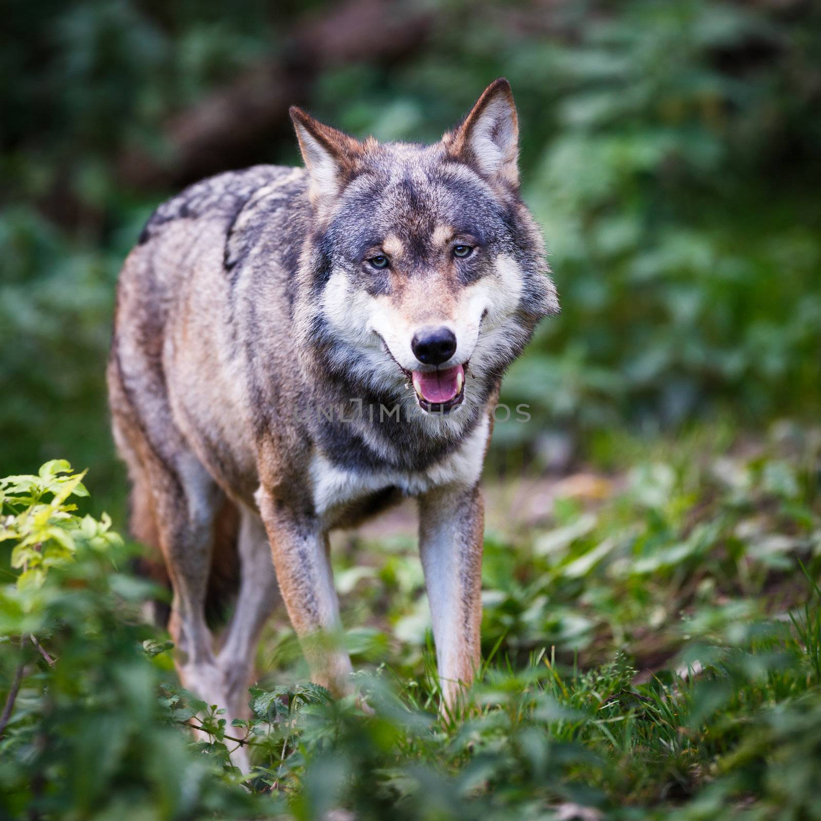 Gray/Eurasian wolf (Canis lupus) by viktor_cap