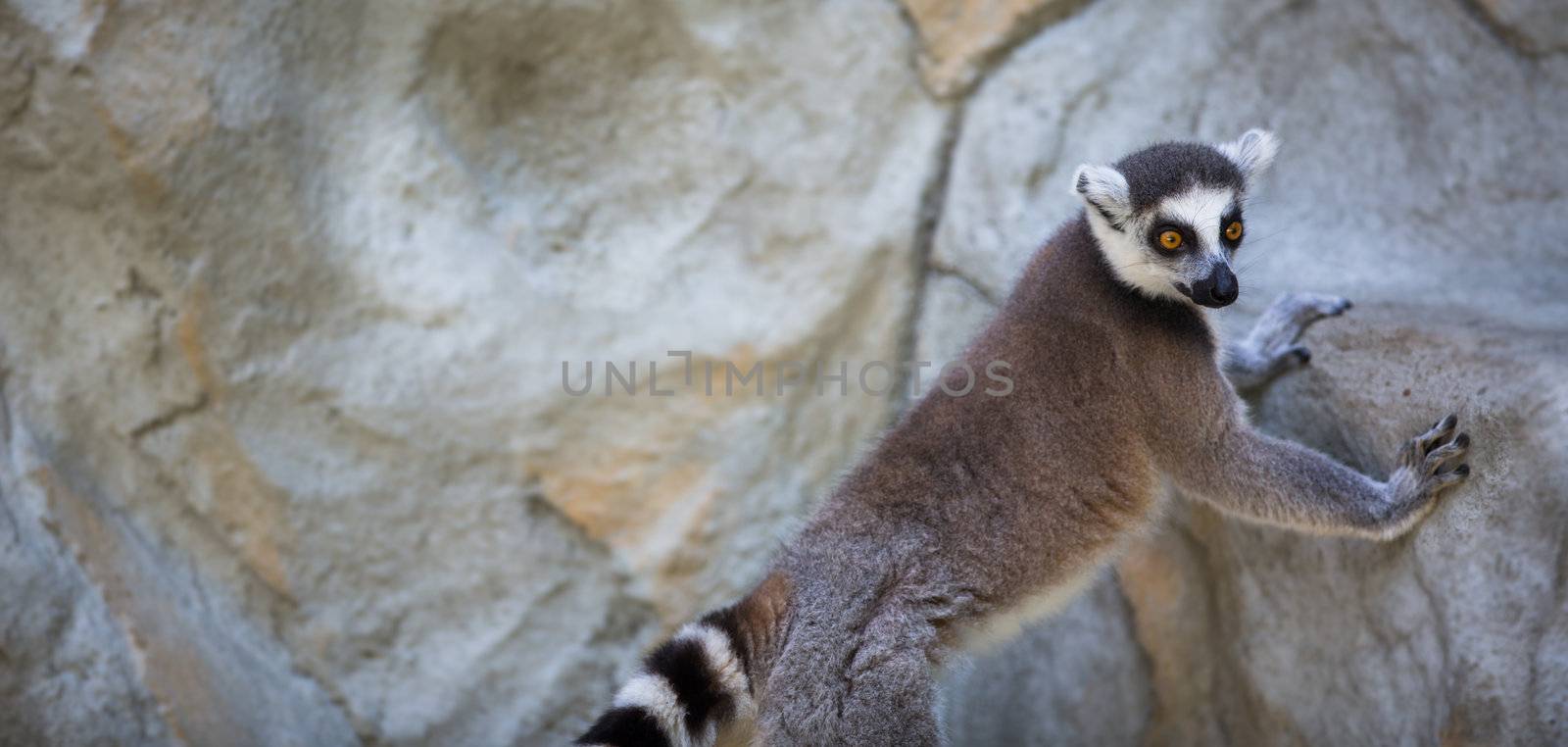 Lemur kata (Lemur catta)  by viktor_cap