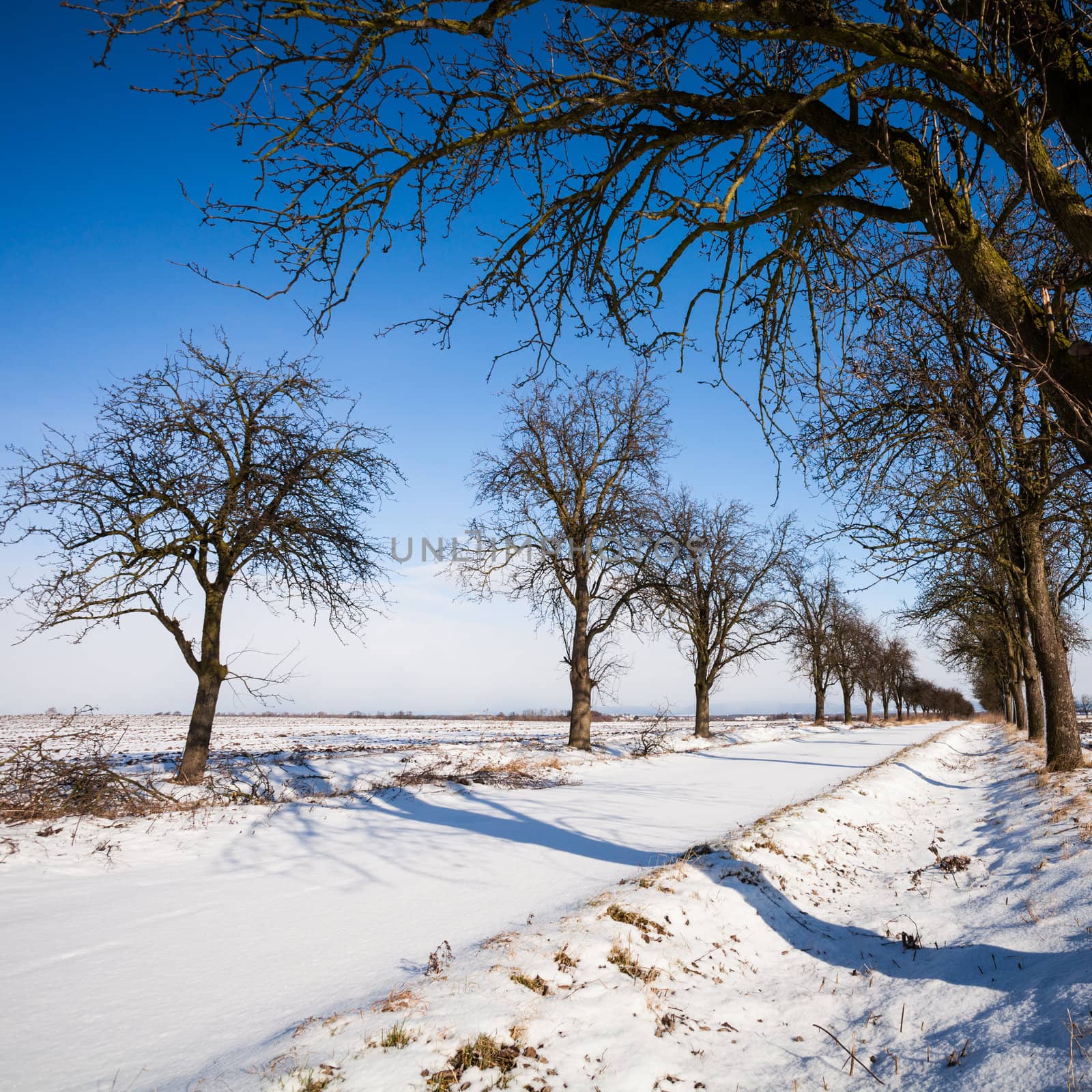 Lovely winter landcape - alley covered with fresh snow by viktor_cap