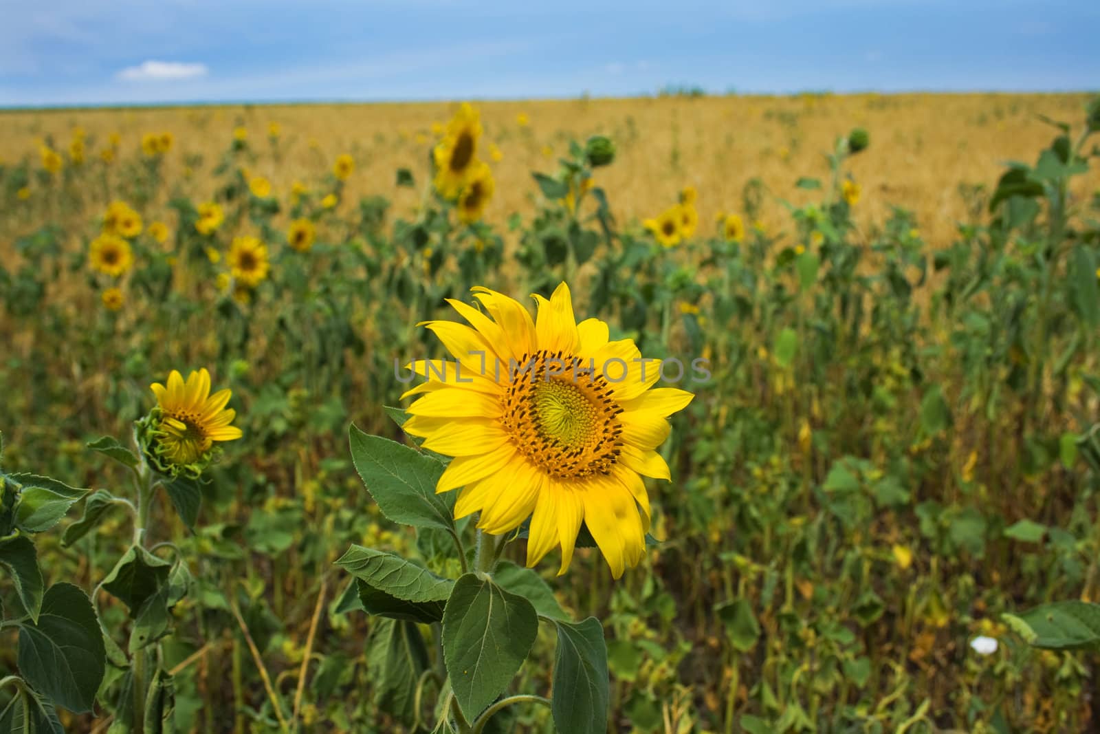 Field of sunflowers on a background of blue sky