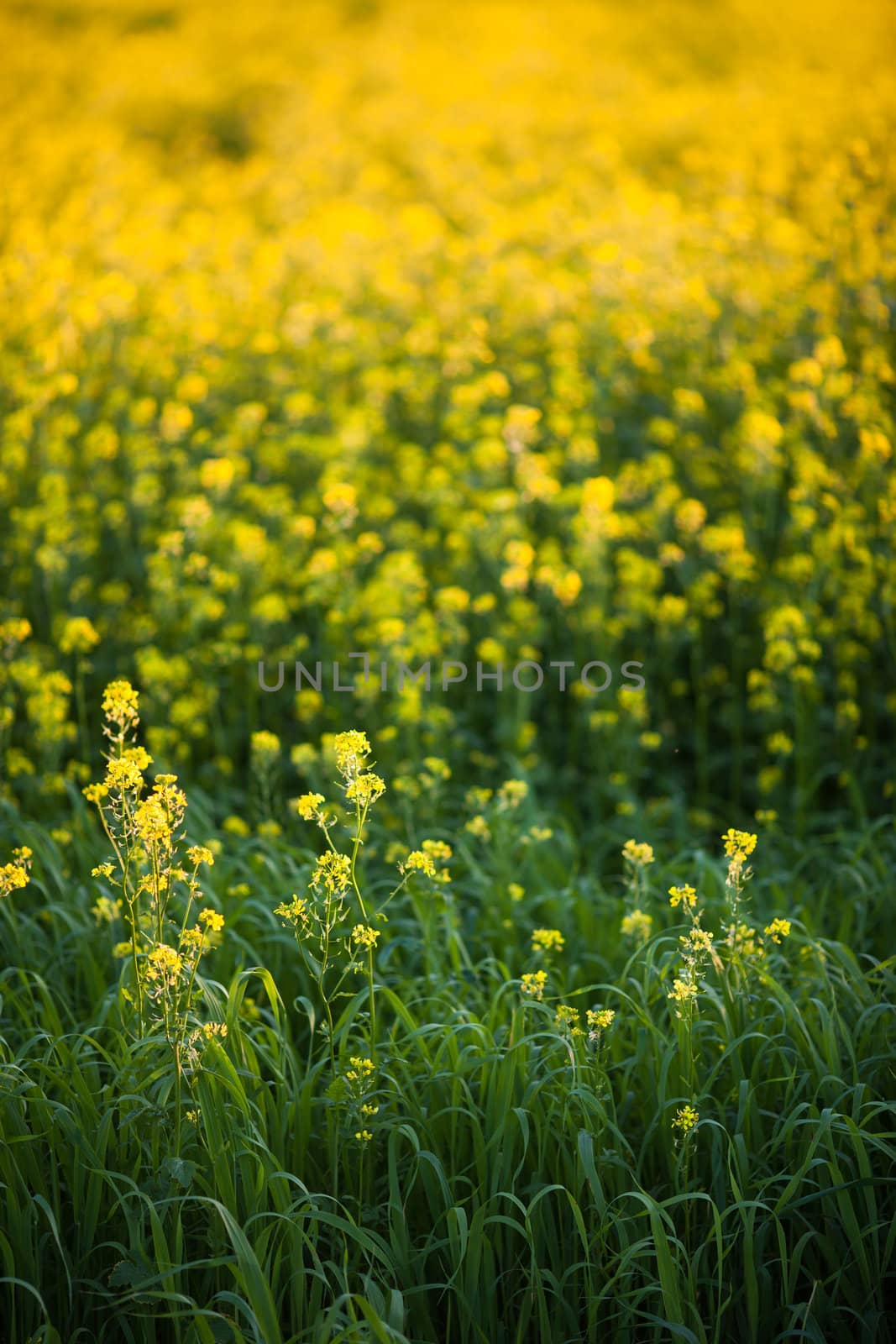 Colza (Brassica rapa)