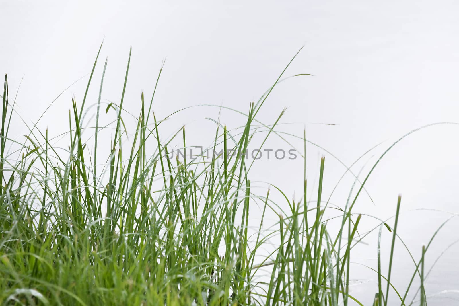 blades of green summer grass on a white background