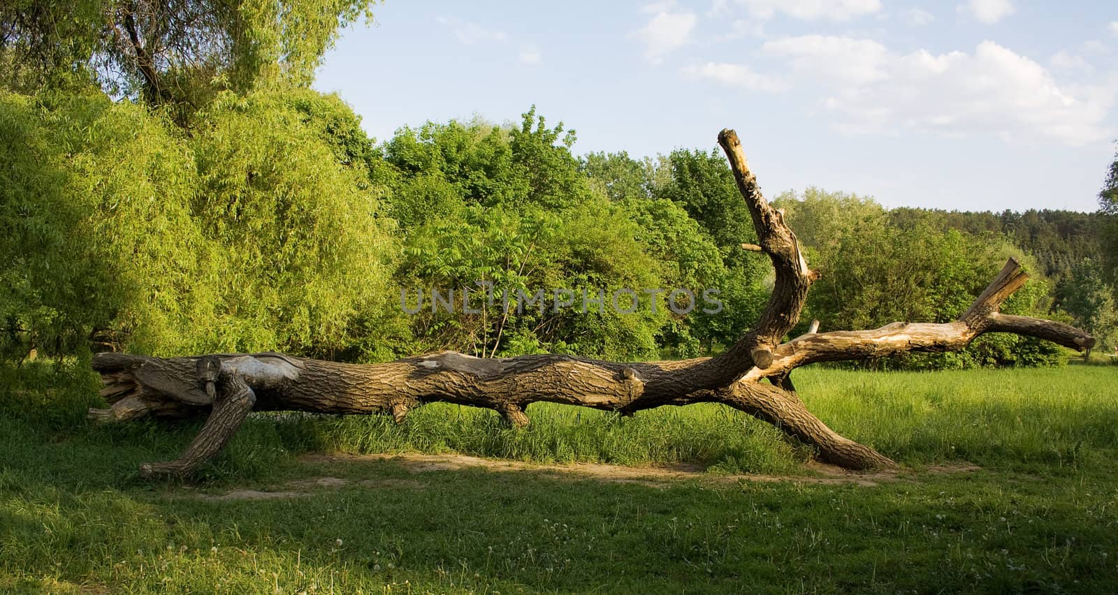 Fall older tree lying on the ground