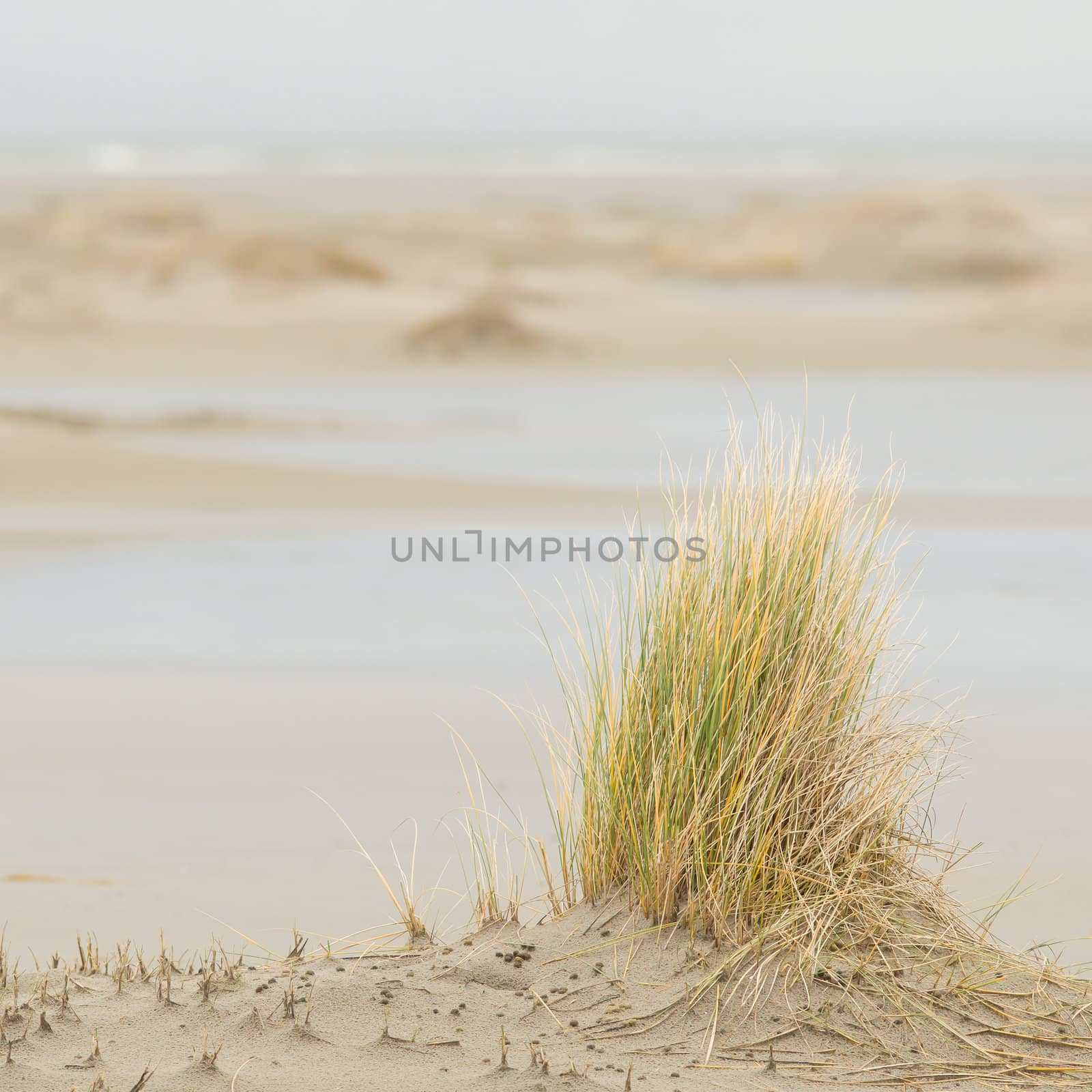Dune-grass on the beach by michaklootwijk