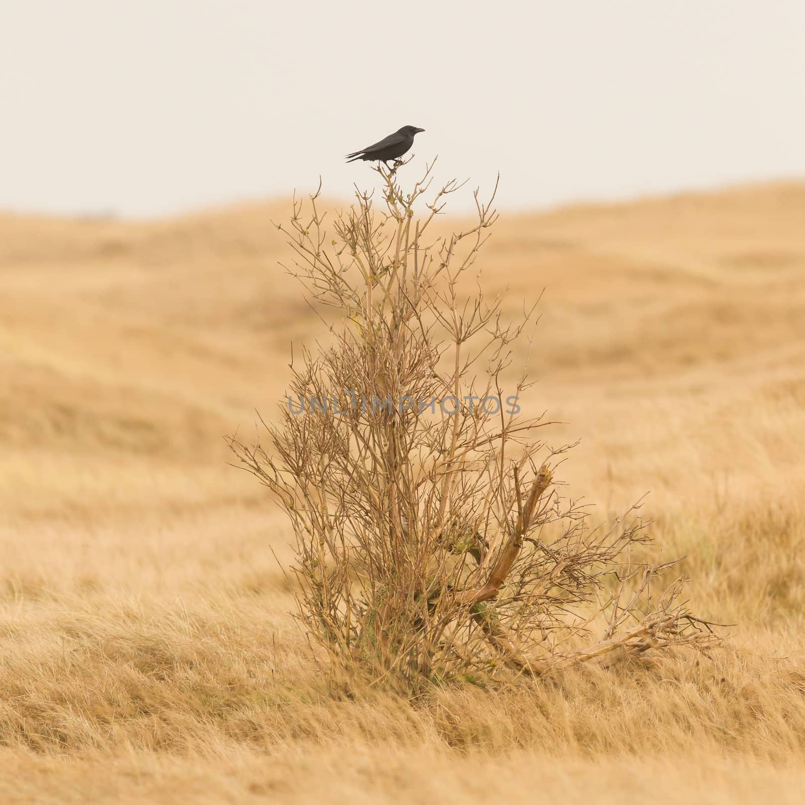 Single crow sitting on a small tree