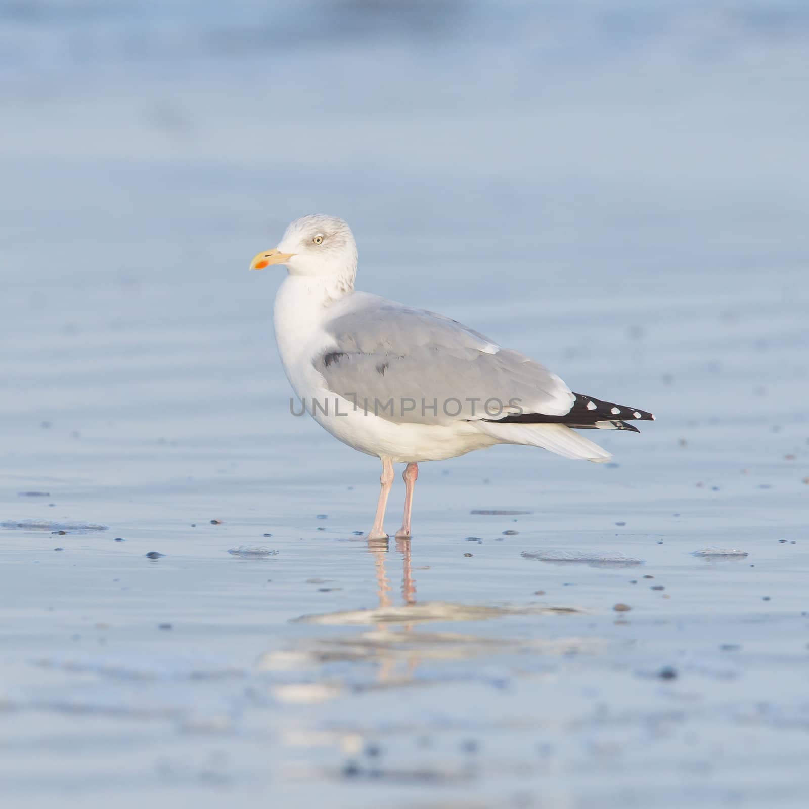 Herring gull on a beach by michaklootwijk