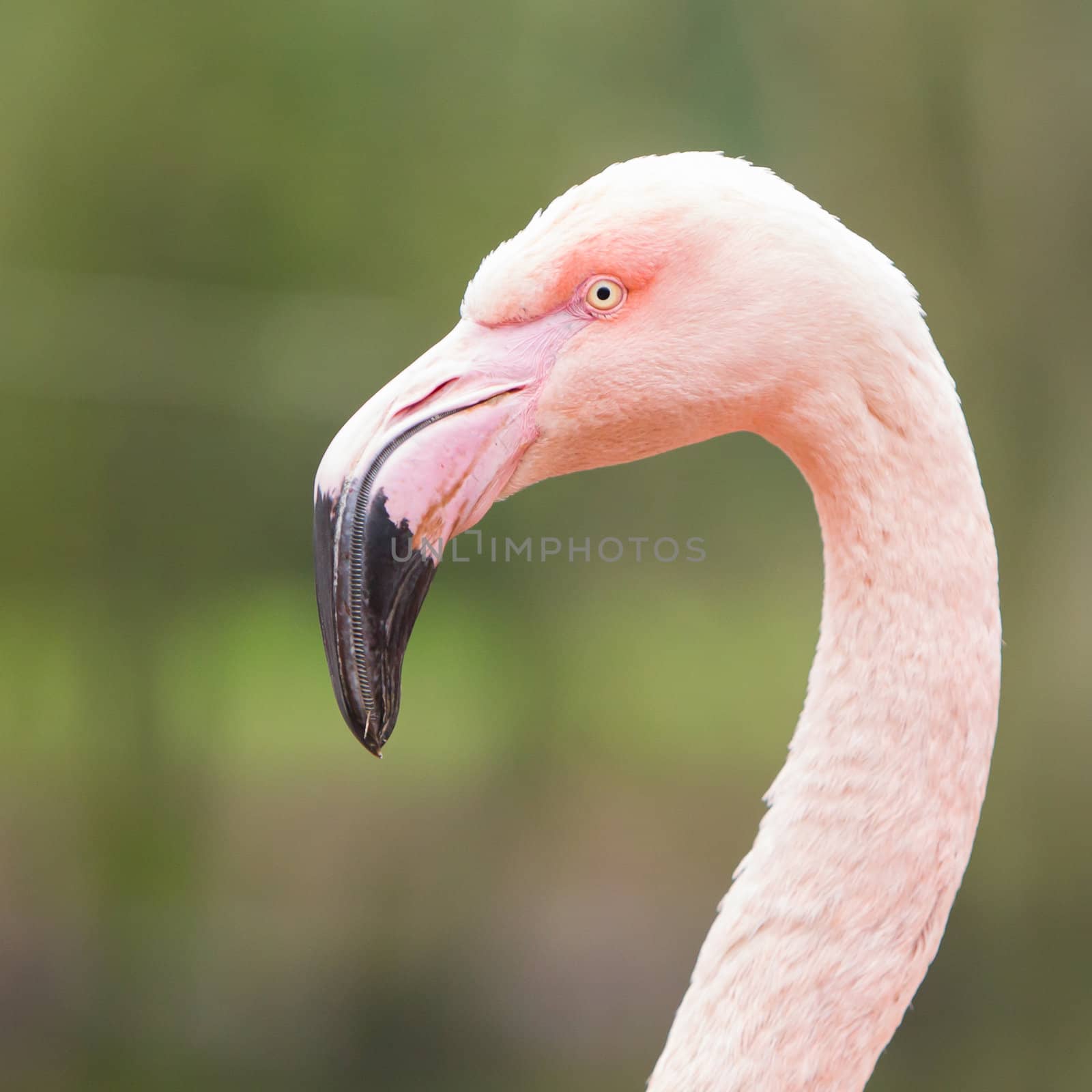 Closeup shot of pink flamingo by michaklootwijk