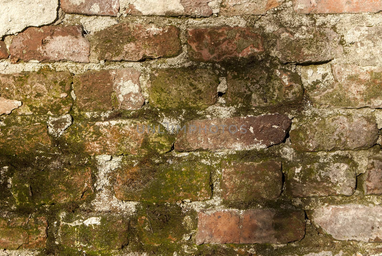 Old bricks damaged wall with moss as background