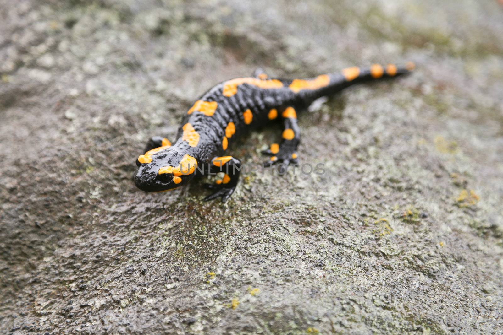 A fire salamander standing on a piece of rock