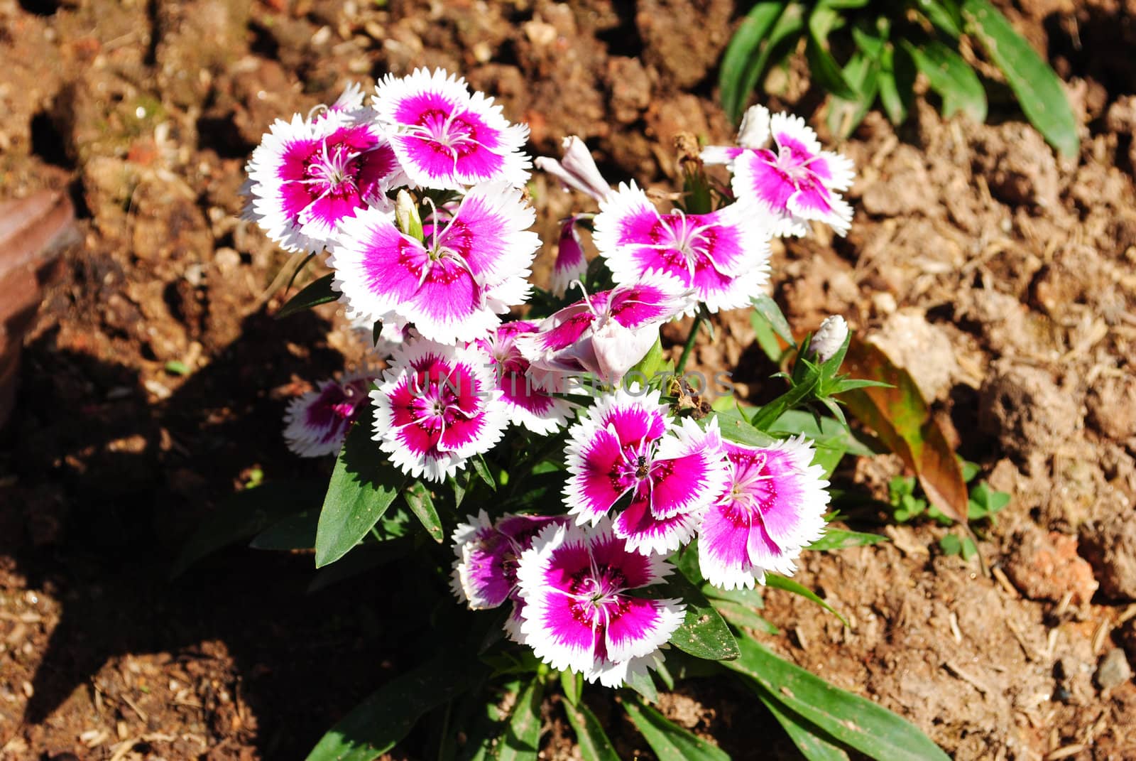 Beautiful Pink flower by jengit