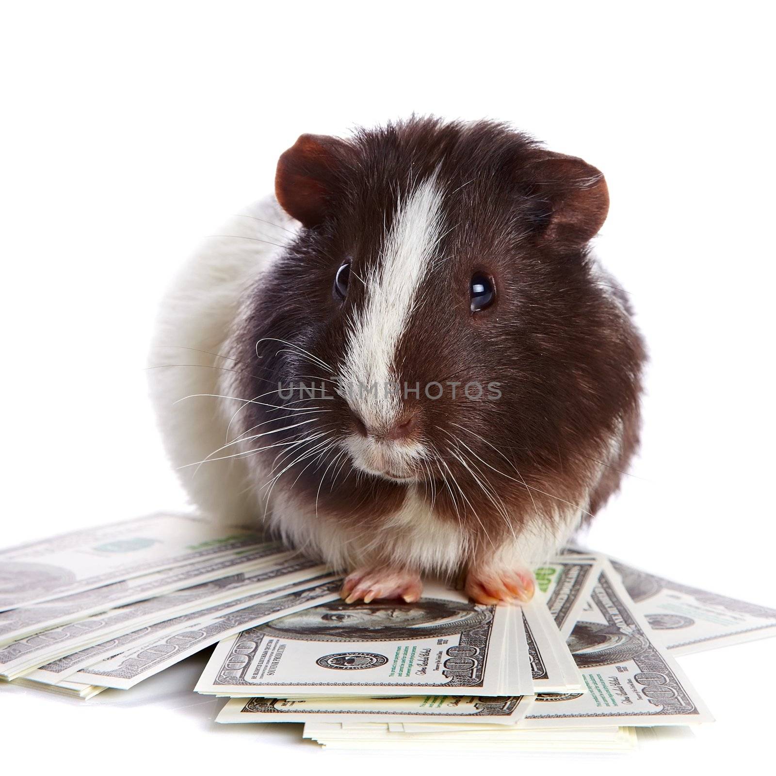 Brown-white curious guinea pig and dollars on a white background